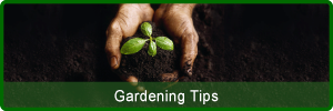 Gardening Tips in Paphos Cyprus