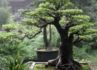 Watering - The most important part of Bonsai care  
