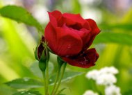 Give your Roses a Head Start!