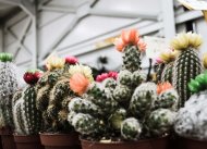 Begonia Garden Centre 